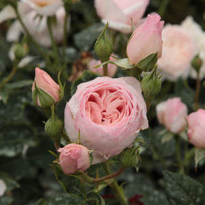 Pоза Аусблуш - розов - Английски рози